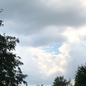 Meet your Posher, Molly